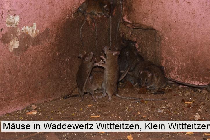Mäuse in Waddeweitz Wittfeitzen, Klein Wittfeitzen
